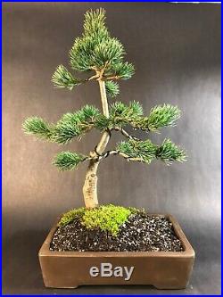 Japanese White Pine Bonsai Tree 30 Years Old 18 Tall Unglazed Pot