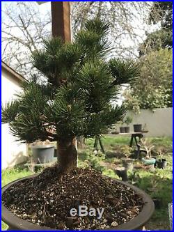 Japanese White Pine Bonsai Tree In Xixing Pot