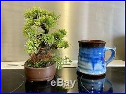 Japanese White Pine Bonsai Tree Rare Shohin