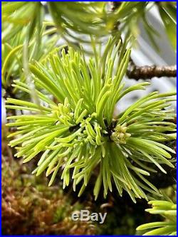 Japanese White Pine Bonsai Tree Rare Shohin