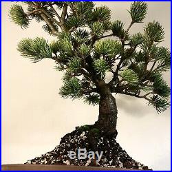 Japanese White Pine Bonsai Tree Very Old Specimen Small Blue Needles Nebari