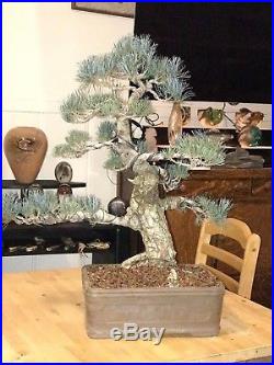 Japanese White Pine Five Needle Bonsai 110+ yrs old Show Winner Big Trunk
