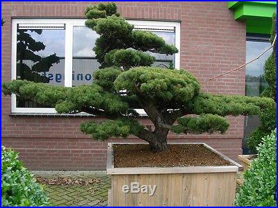 Japanese White Pine, Pinus parviflora, Tree Seeds
