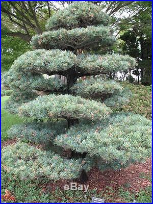 Japanese White Pine, Pinus parviflora, Tree Seeds