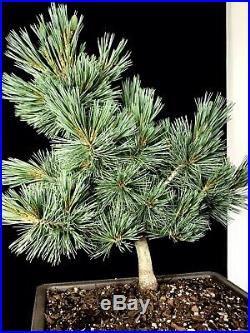 Japanese White Pine Pre Bonsai Tree 14 11 Years Old In Training Pot