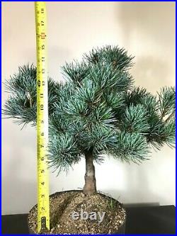 Japanese White Pine Pre Bonsai Tree 17 Tall Thick Trunk Nice Branching