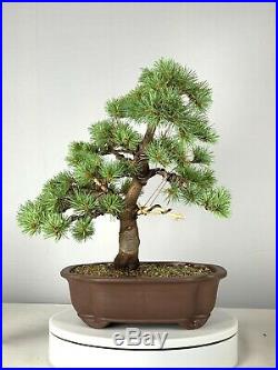 Japanese White Pine var. Catherine Elizabeth Bonsai Tree