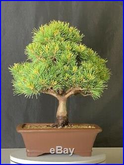 Japanese White Pine var. Catherine Elizabeth Bonsai Tree