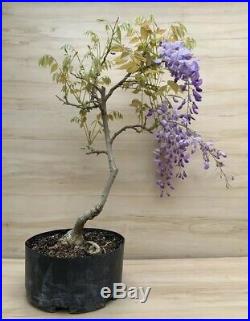 Japanese Wisteria Flowering Bonsai Purple HUGE Thick Trunk Specimen