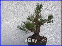 Japanese black pine(8pn818st)Nice base, branching, possible shohin size tree