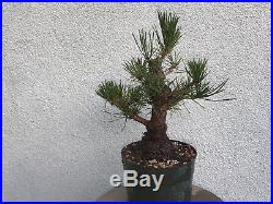 Japanese black pine(8pn818st)Nice base, branching, possible shohin size tree