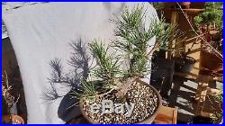 Japanese black pine (JBP) bonsai stock many options
