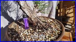 Japanese black pine (JBP) bonsai stock many options