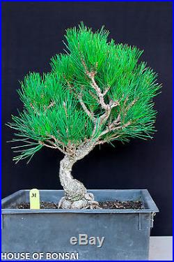 Japanese black pine'Mikawa' Root specimen bonsai tree # 31