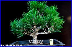 Japanese black pine'Mikawa' Root specimen bonsai tree # 33