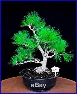 Japanese black pine' Mikawa' specimen bonsai tree # 101
