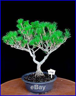 Japanese black pine' Mikawa' specimen bonsai tree # 102