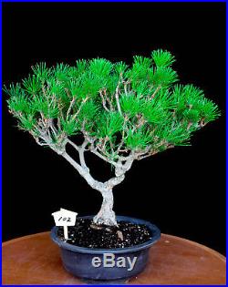 Japanese black pine' Mikawa' specimen bonsai tree # 102