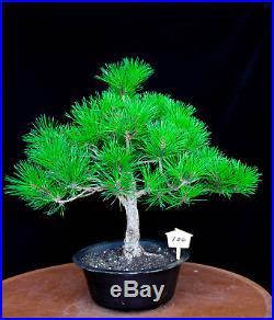 Japanese black pine' Mikawa' specimen bonsai tree # 104