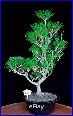 Japanese black pine' Mikawa' specimen bonsai tree # 111