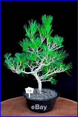 Japanese black pine' Mikawa' specimen bonsai tree # 113