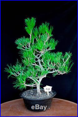 Japanese black pine' Mikawa' specimen bonsai tree # 113