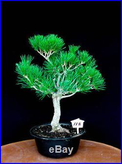 Japanese black pine' Mikawa' specimen bonsai tree # 118