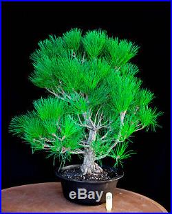 Japanese black pine' Mikawa' specimen bonsai tree # 63