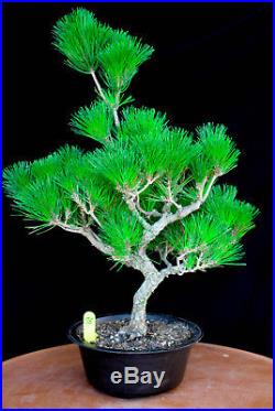 Japanese black pine' Mikawa' specimen bonsai tree # 76