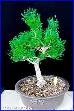 Japanese black pine'Mikawa' specimen bonsai tree #C / informal upright style