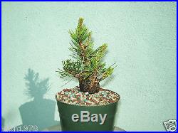 Japanese black pine air-layer(5arl414st)Nice branching, short, fat, shohin size