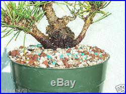 Japanese black pine air-layer(5arl414st)Nice branching, short, fat, shohin size