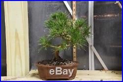 Japanese black pine bonsai