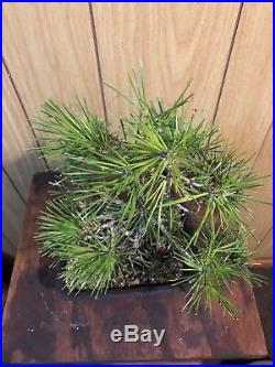 Japanese black pine bonsai