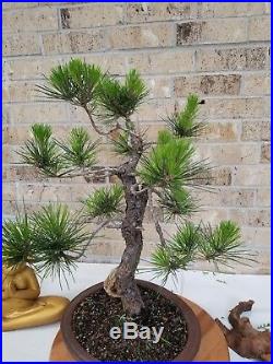 Japanese black pine bonsai. 25+ years