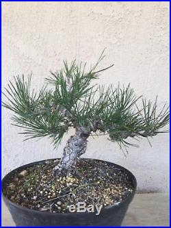 Japanese black pine bonsai, Nice old tree, beautiful base