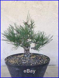 Japanese black pine bonsai, Nice old tree, beautiful base