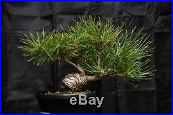 Japanese black pine bonsai, Shohin, Fat Trunk