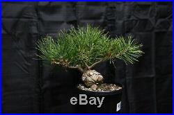 Japanese black pine bonsai, Shohin, Fat Trunk