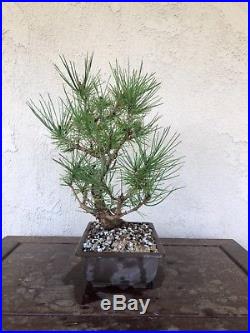 Japanese black pine bonsai, pre-bonsai, material, Specimen