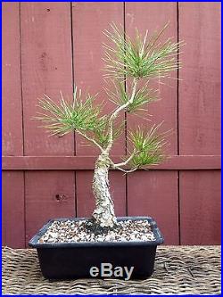 Japanese black pine bonsai specimen