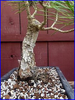 Japanese black pine bonsai specimen