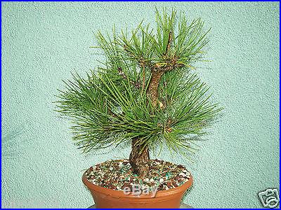 Japanese black pine bonsai stock(4pn1122)Nice movement, taper, branching, size