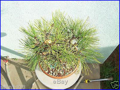 Japanese black pine bonsai stock(4pn1122)Nice movement, taper, branching, size