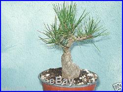 Japanese black pine bonsai stock(5pn106st)Nice movement, short, shohin size