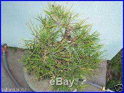 Japanese black pine bonsai stock(5pn42)nice movement, taper, shohin size full