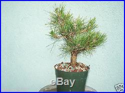 Japanese black pine bonsai stock(5pn42)nice movement, taper, shohin size full