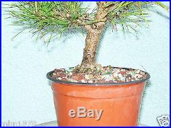 Japanese black pine bonsai stock(5pn615)Nice movement, taper, possible shohin