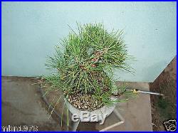 Japanese black pine bonsai stock(5pn928st)Nice size, branching, movement, flare
