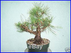 Japanese black pine bonsai stock(5pn928st)Nice size, branching, movement, flare